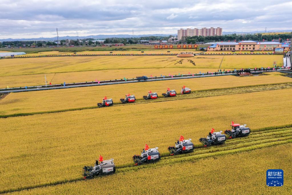 在吉林省长春市九台区龙嘉街道红光村，农民驾驶农机进行水稻收割作业（9月23日摄，无人机照片）。