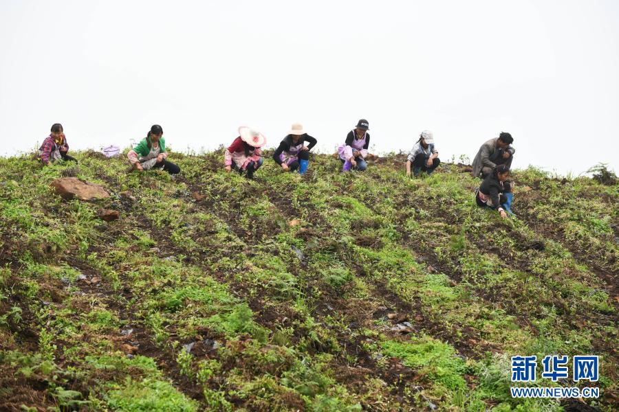 农民在贵州省普安县地瓜镇屯上村的“扶贫茶园”里给茶苗除草(2019年7月7日摄)。当地的茶园栽种有浙江安吉黄杜村捐赠的白茶苗。新华社记者 杨文斌 摄